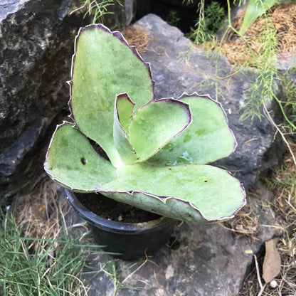  Kalanchoe Synsepala Succulent Plant