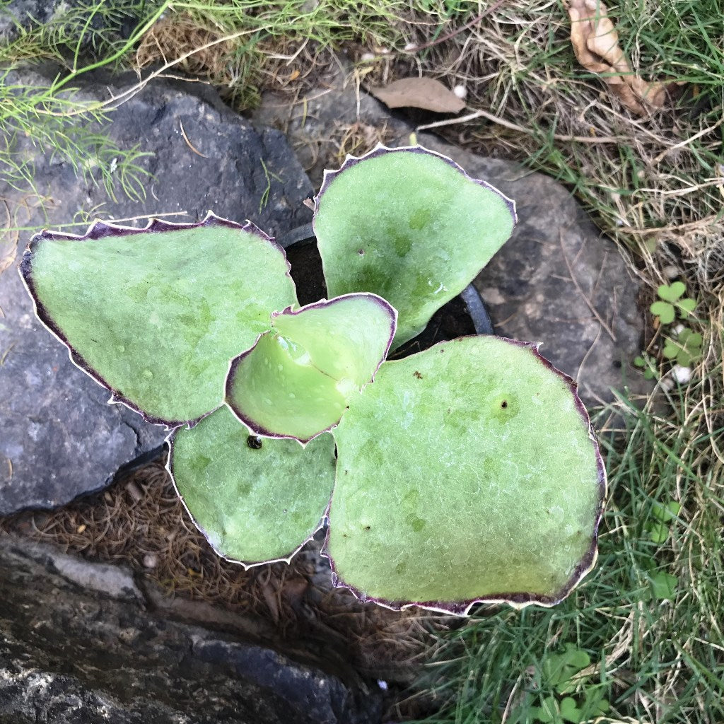  Kalanchoe Synsepala Succulent Plant