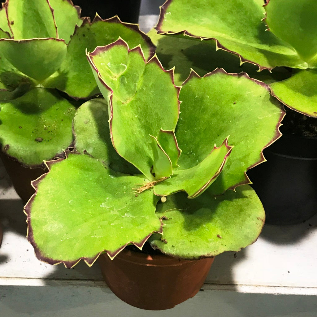  Kalanchoe Synsepala Succulent Plant