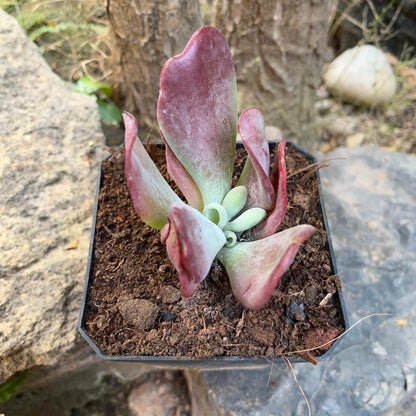  Kalanchoe Thyrsiflora Monstruosa Succulent Plant