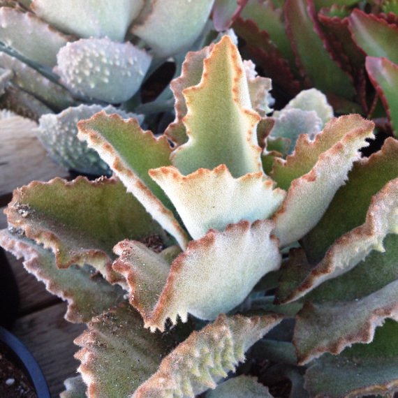  Kalanchoe Beharensis Fang Succulent Plant