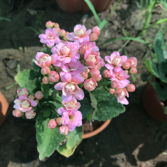  Kalanchoe Calandiva Empress Succulent Plant