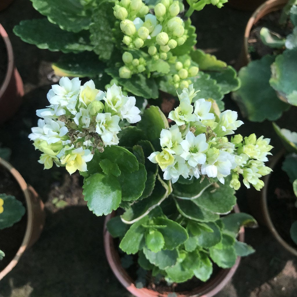  Kalanchoe Calandiva Simone Succulent Plant