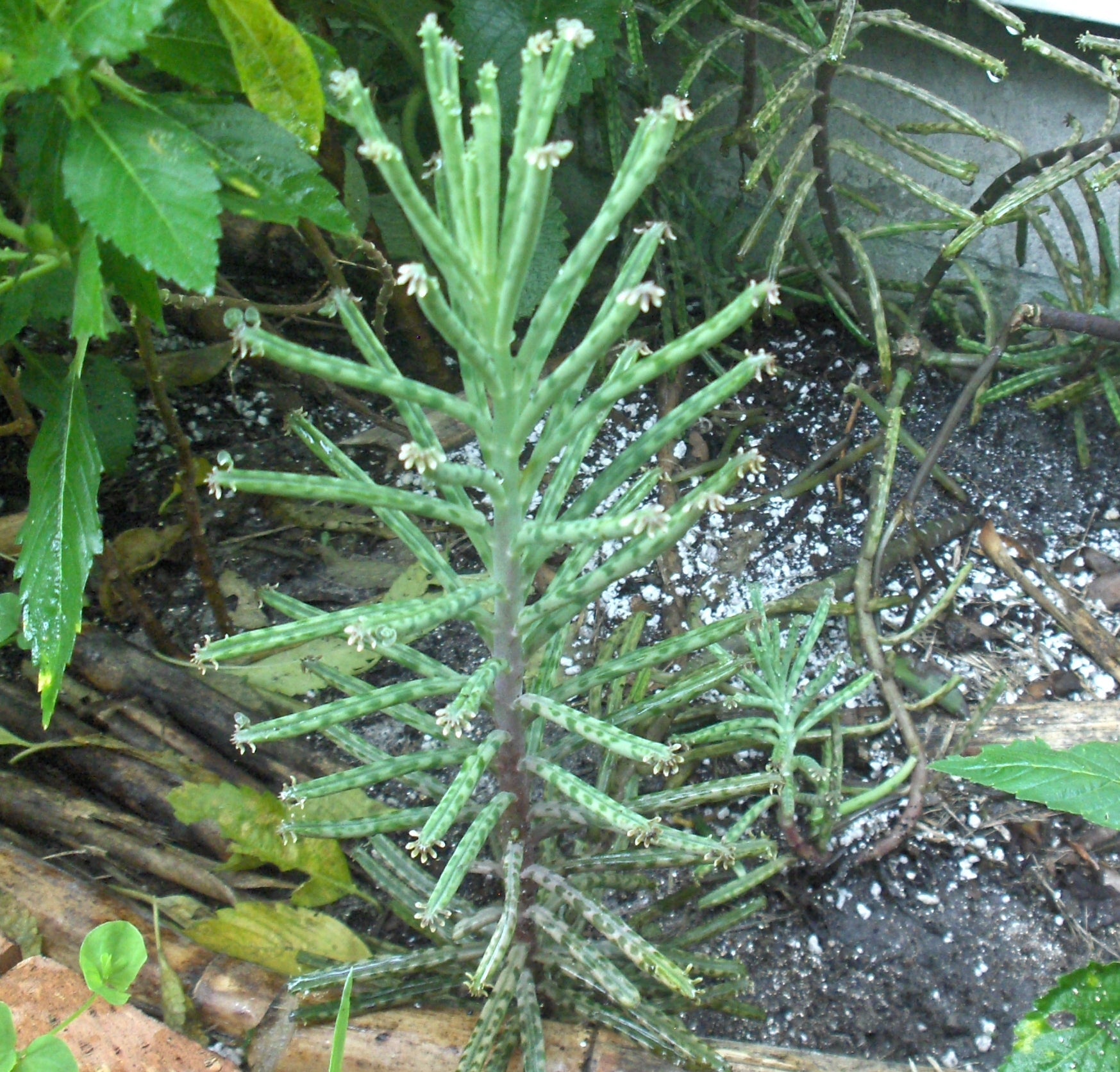  Kalanchoe Delagoensis Succulent Plant
