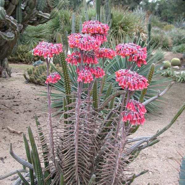 Kalanchoe Delagoensis Succulent Plant