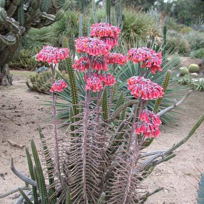  Kalanchoe Delagoensis Succulent Plant