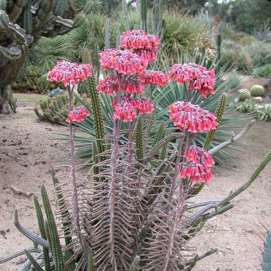  Kalanchoe Delagoensis Succulent Plant