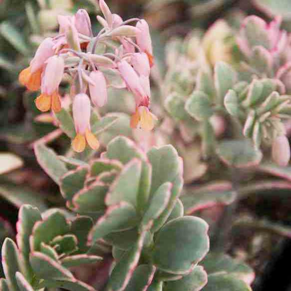  Kalanchoe Fedtschenkoi Variegata Succulent Plant