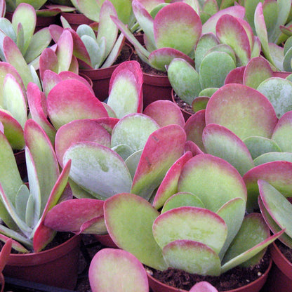  Kalanchoe Luciae Cotyleden Succulent Plant