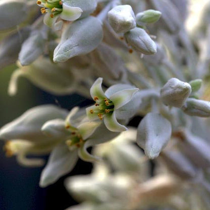  Kalanchoe Luciae Cotyleden Succulent Plant