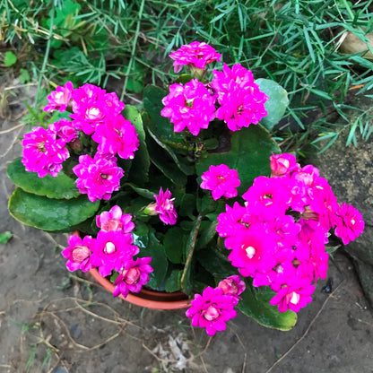  Kalanchoe Calandiva Leonardo Succulent Plant