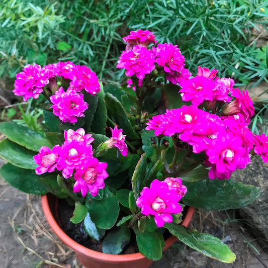  Kalanchoe Calandiva Leonardo Succulent Plant