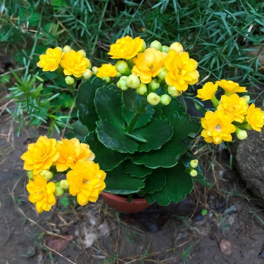  Kalanchoe Calandiva Jamaica Succulent Plant
