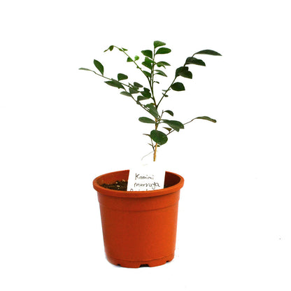  Kamini Murraya Paniculata Plant