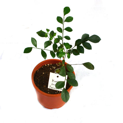  Kamini Murraya Paniculata Plant