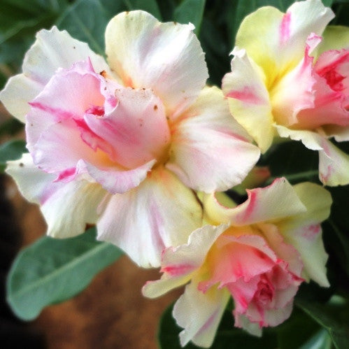  Kingdom Of Siam Adenium Plant