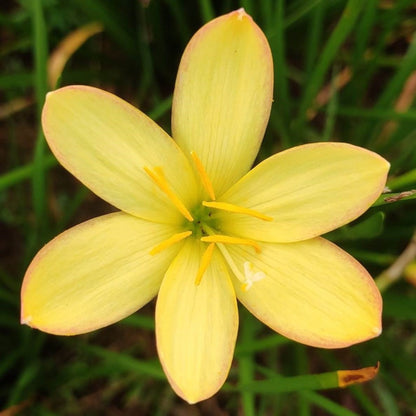  Rain Lily 'King Ransom' (Bulbs)
