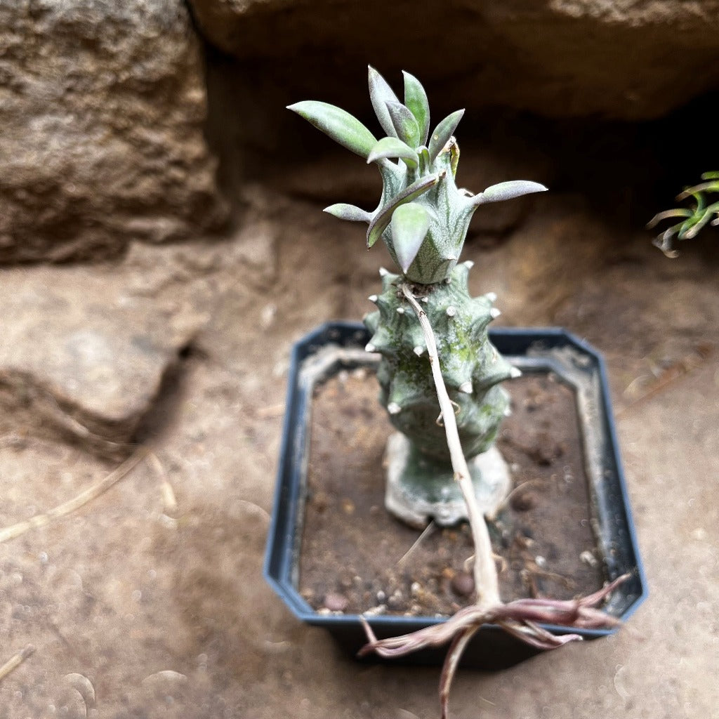  Kleinia Saginata Succulent Plant