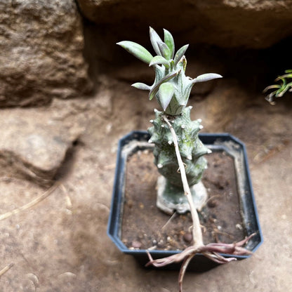  Kleinia Saginata Succulent Plant