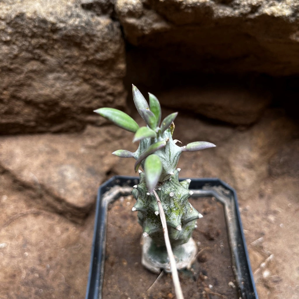  Kleinia Saginata Succulent Plant