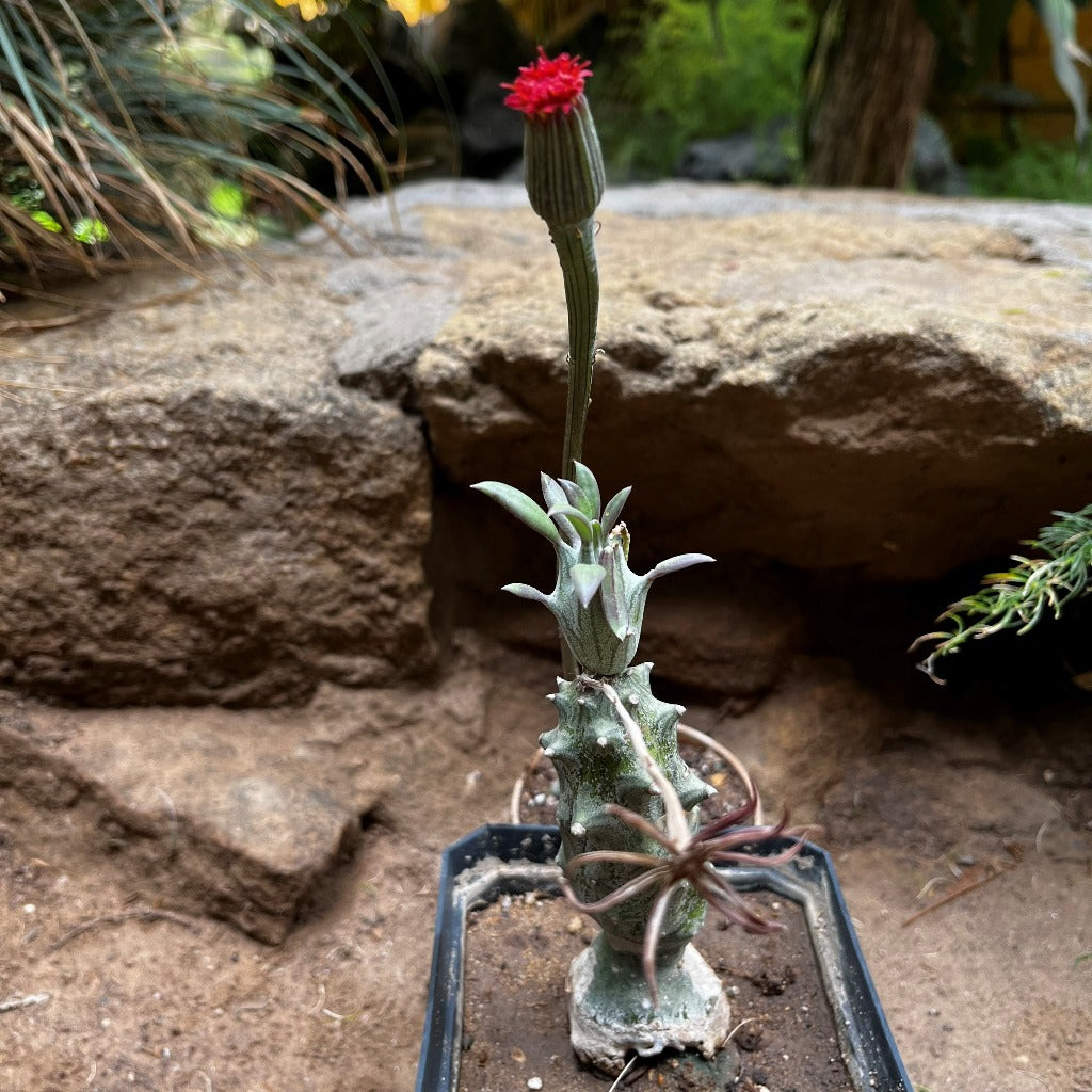  Kleinia Saginata Succulent Plant