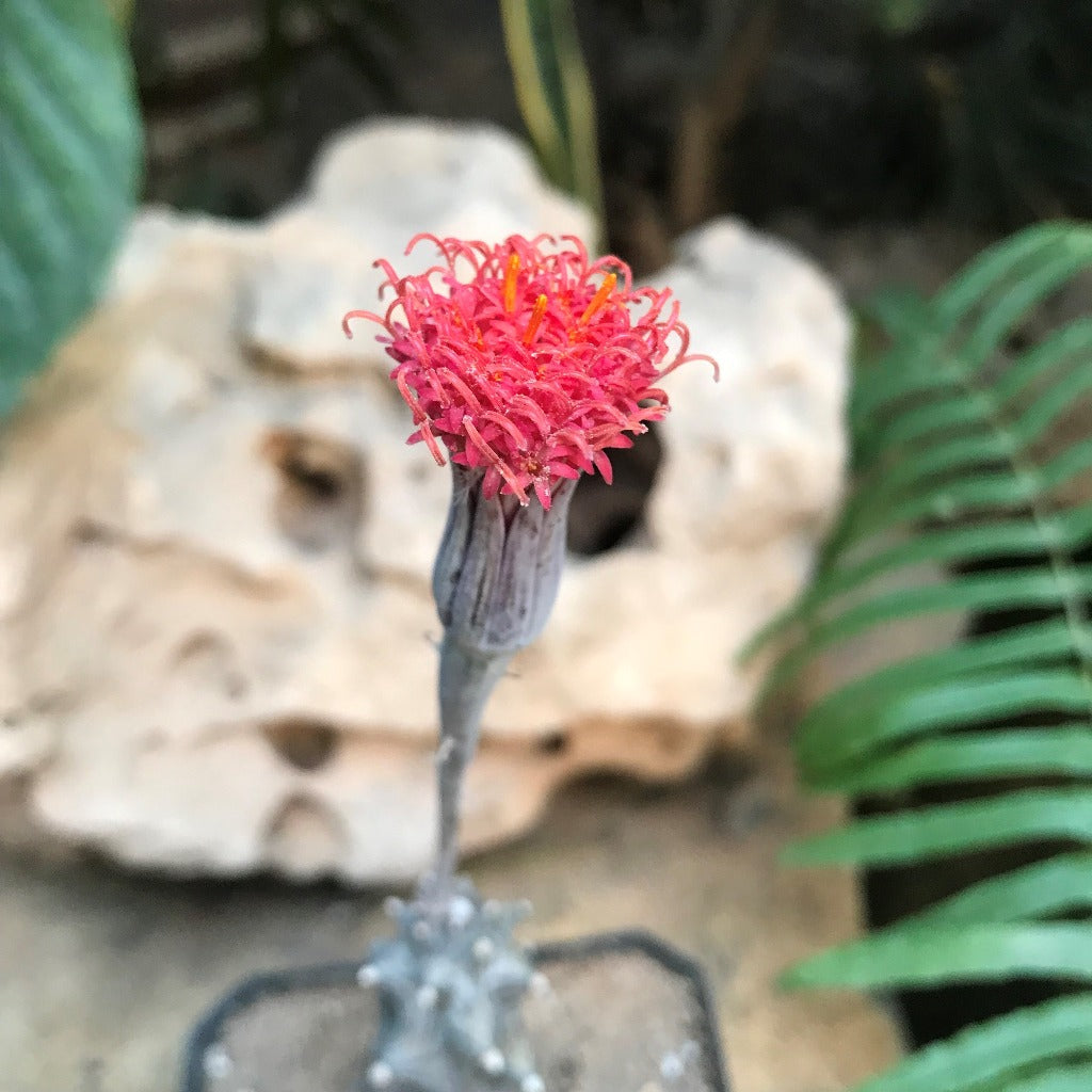  Kleinia Saginata Succulent Plant