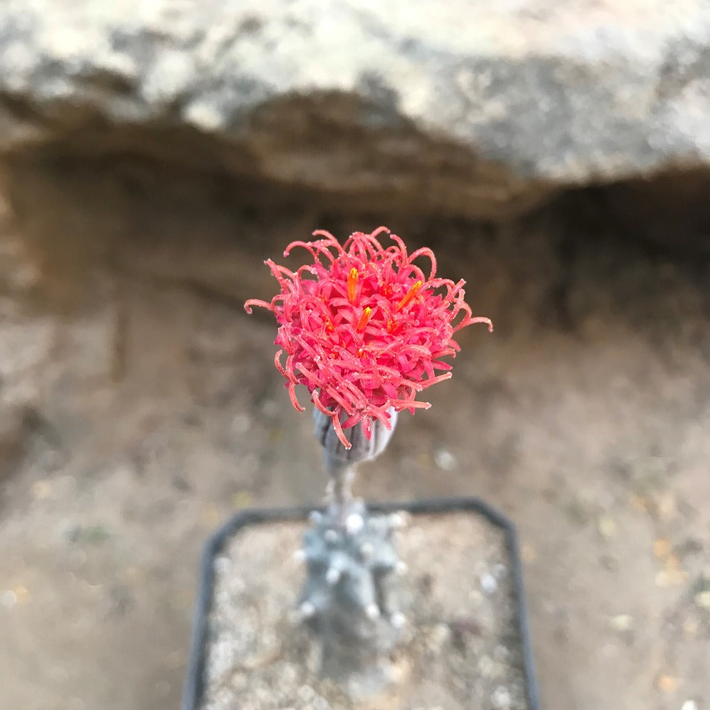  Kleinia Saginata Succulent Plant