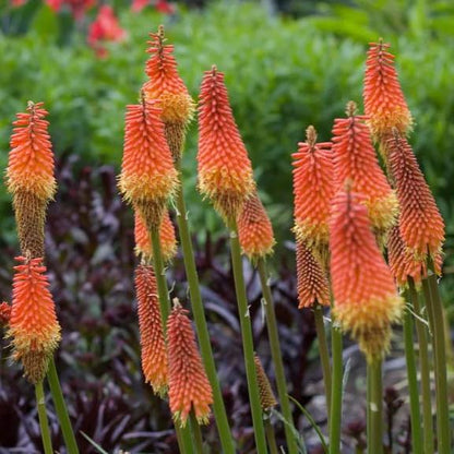  Torch Lily-Kniphofia Uvaria (Bulbs)