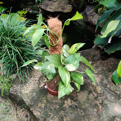  Kokedama Trellis Golden Pothos Plant