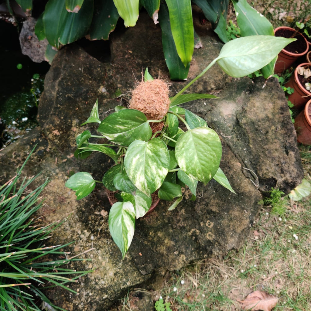  Kokedama Trellis Golden Pothos Plant