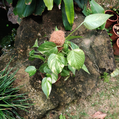  Kokedama Trellis Golden Pothos Plant