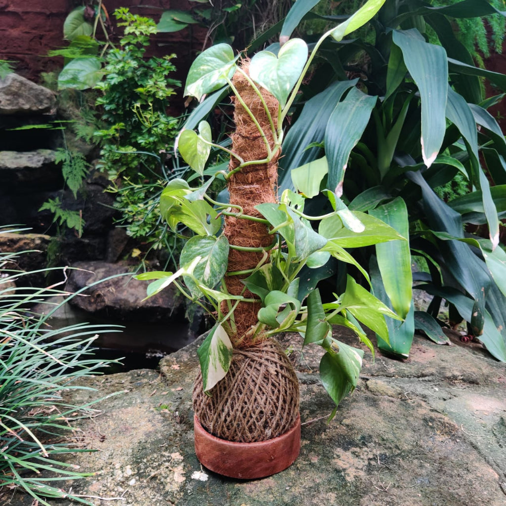  Kokedama Trellis Golden Pothos Plant