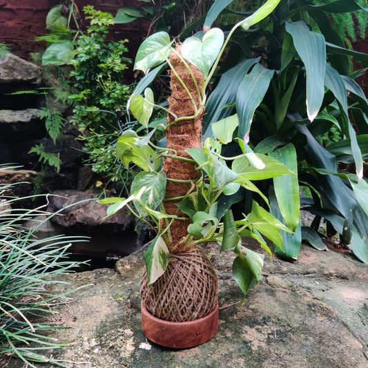  Kokedama Trellis Golden Pothos Plant
