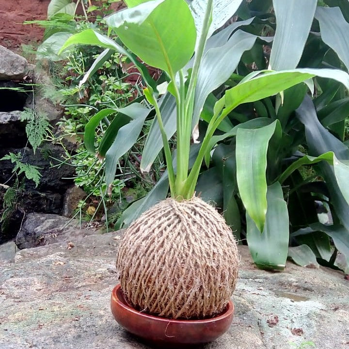  Kokedama Moss Ball Peace Lily Plant