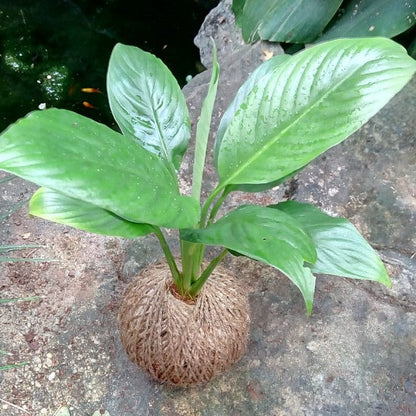  Kokedama Moss Ball Peace Lily Plant