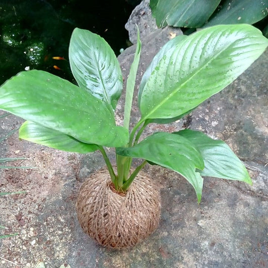  Kokedama Moss Ball Peace Lily Plant