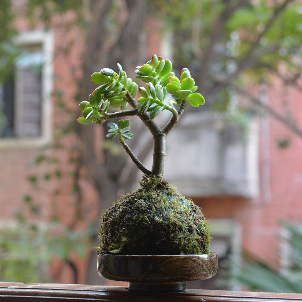 Kokedama Moss Ball Crassula Ovata Plant