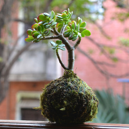  Kokedama Moss Ball Crassula Ovata Plant