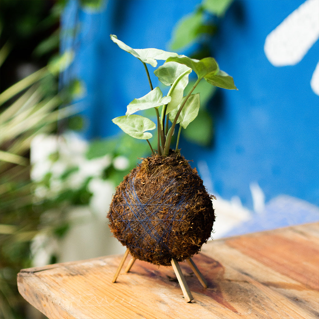  Kokedama Moss Ball Syngonium White Butterfly Plant