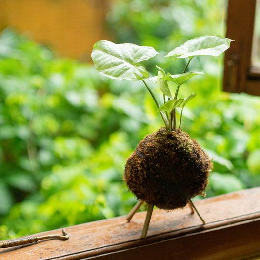  Kokedama Moss Ball Syngonium White Butterfly Plant