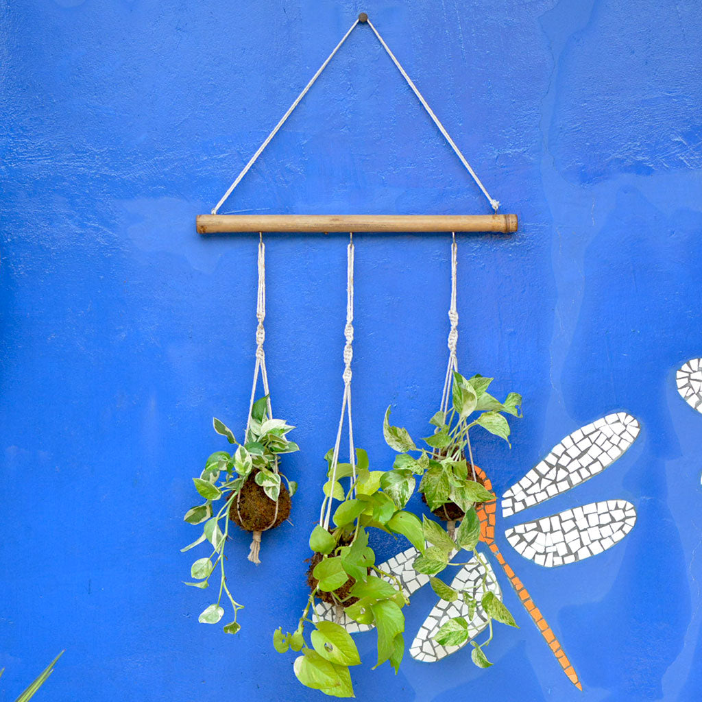  Set Of 3 Hanging Kokedama Pothos Plants With Bamboo Stand