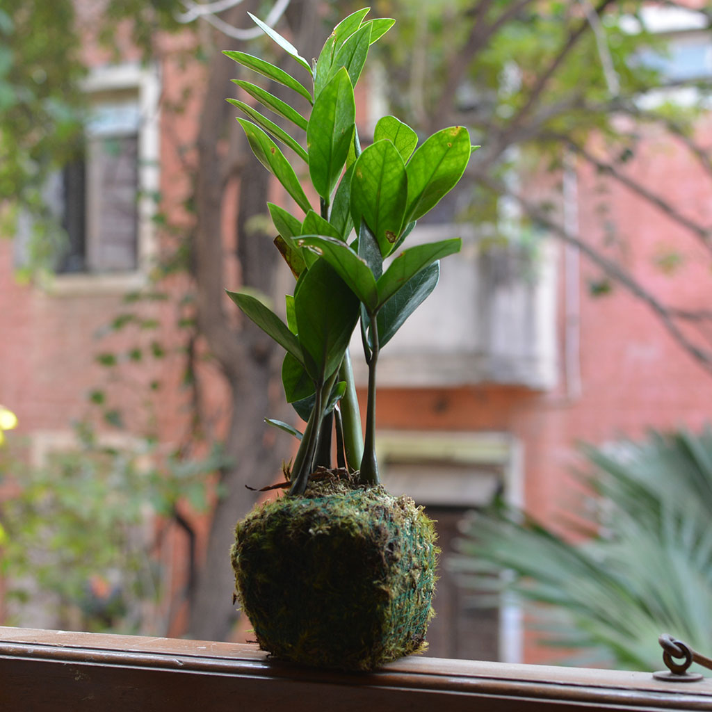  Kokedama Moss Ball Zamioculcas Zamiifolia Plant
