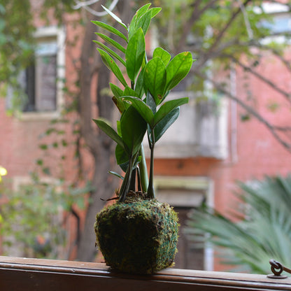  Kokedama Moss Ball Zamioculcas Zamiifolia Plant