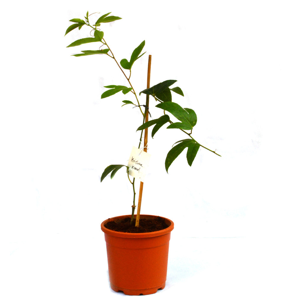  Krishna Kamal Passiflora Incarnata Plant
