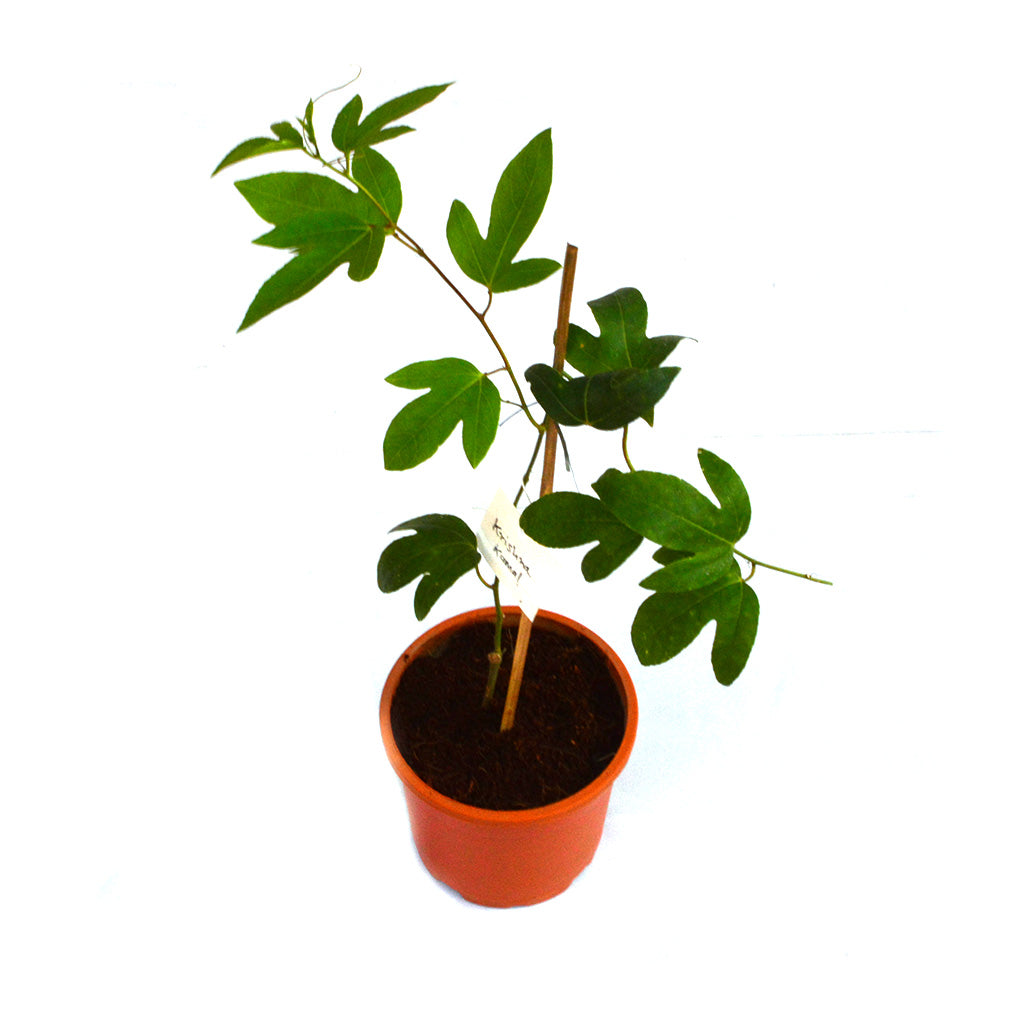  Krishna Kamal Passiflora Incarnata Plant