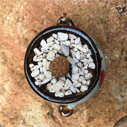  Lithop Pseudotruncatella Ssp. Pseudotruncatella Living Stone Succulent Plant