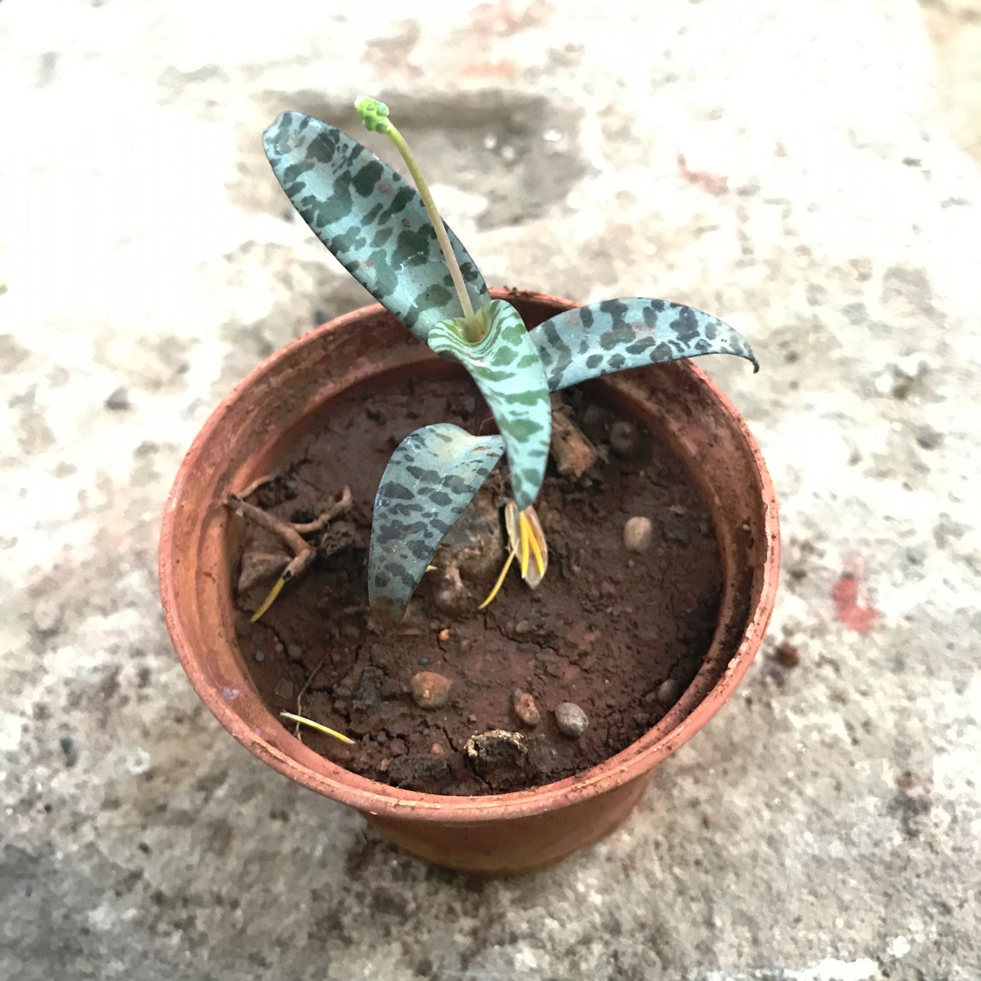  Ledebouria Socialis Violet Squill Succulent Plant