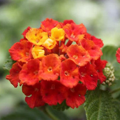  Lantana Dallas Plant