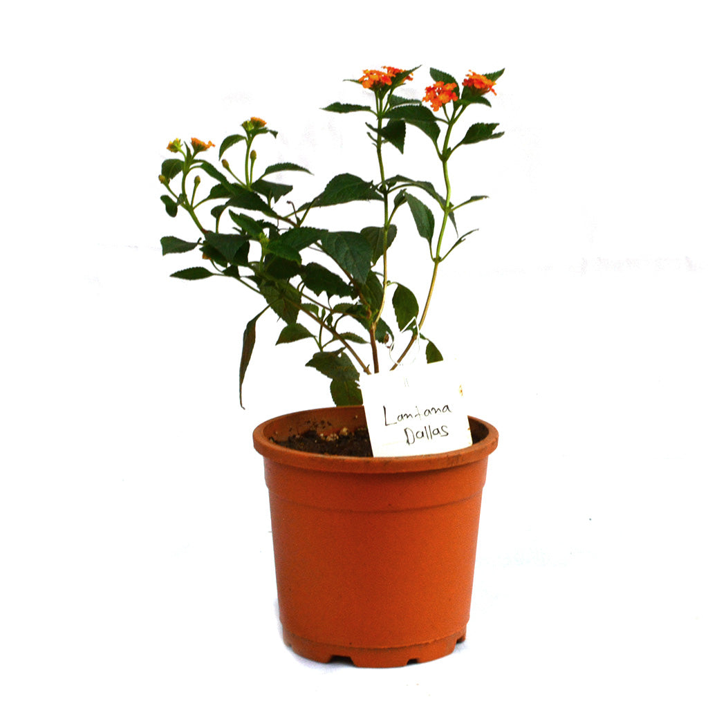  Lantana Dallas Plant