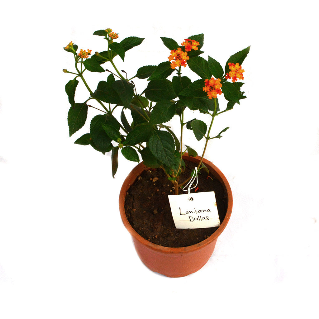  Lantana Dallas Plant